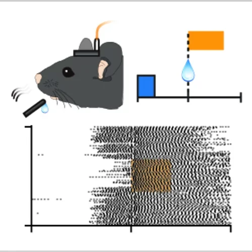 Mouse and graph showing experimental setup with optogenetics