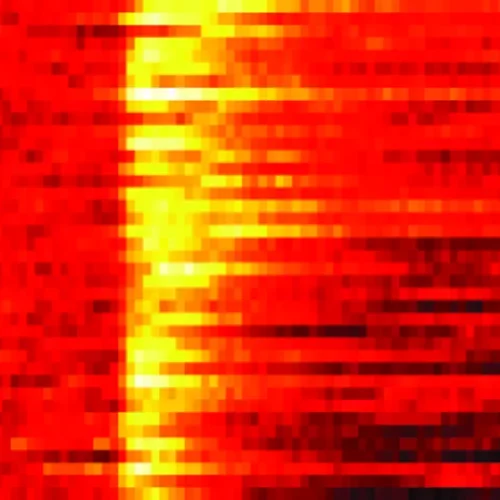 Dopaminergic reward signals