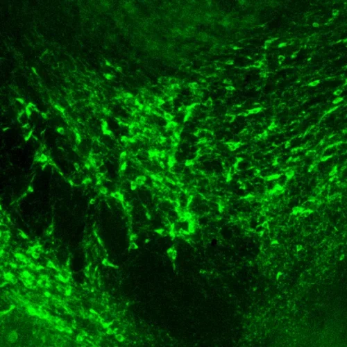 VTA dopaminergic neurons